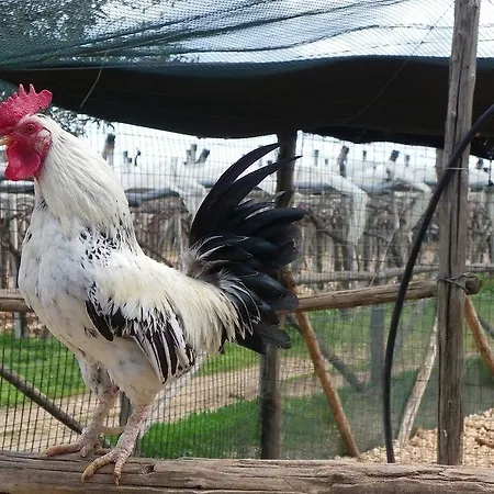 Masseria Agrituristica San Giorgio Farm stay *
